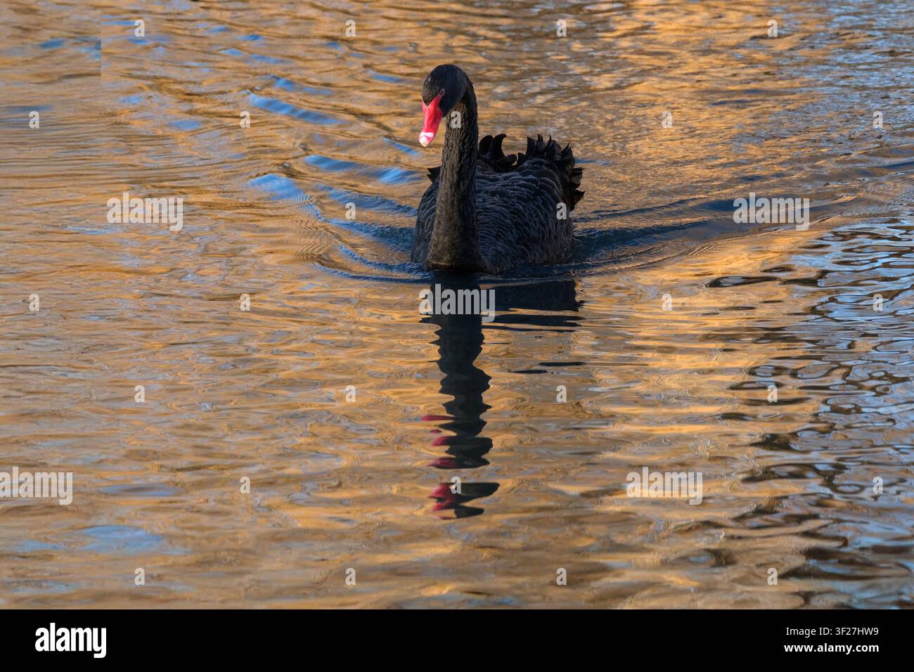 Cygne noir, Cygnus atratus, plumage corporel sombre, extrémités de plumes blanches sur les ailes, bec orange-rouge, bande blanche près de l'extrémité, yeux rouge vif Banque D'Images