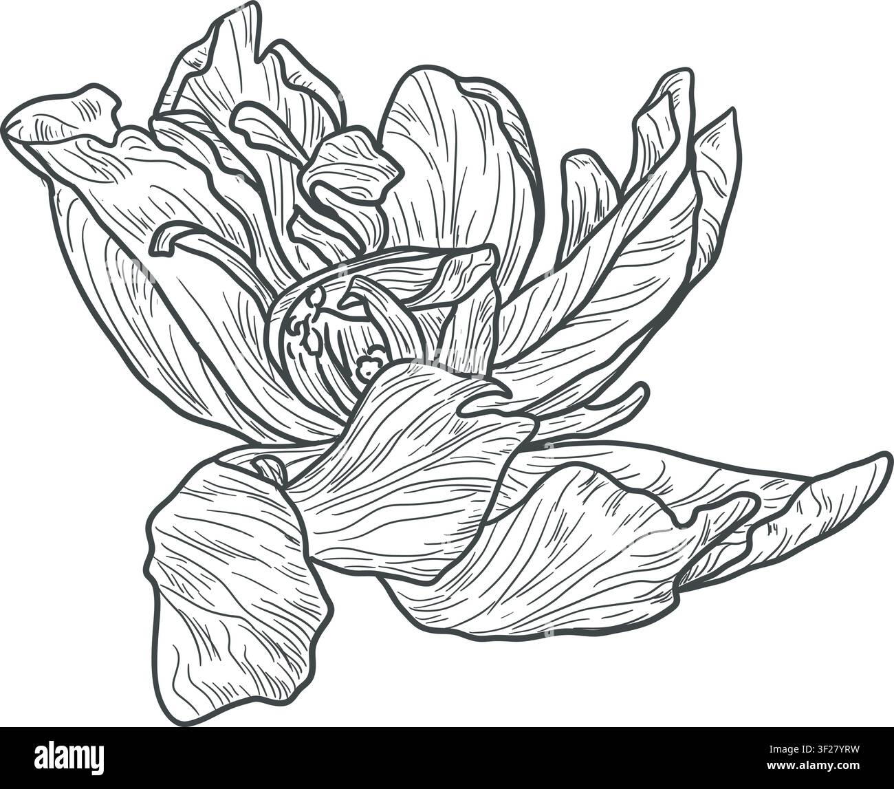 Bourgeon de fleur avec pétales, esquisse en noir et blanc. Illustration vectorielle. Le motif d'une pivoine ou d'une tulipe est isolé sur un fond blanc. Pour les fêtes Illustration de Vecteur