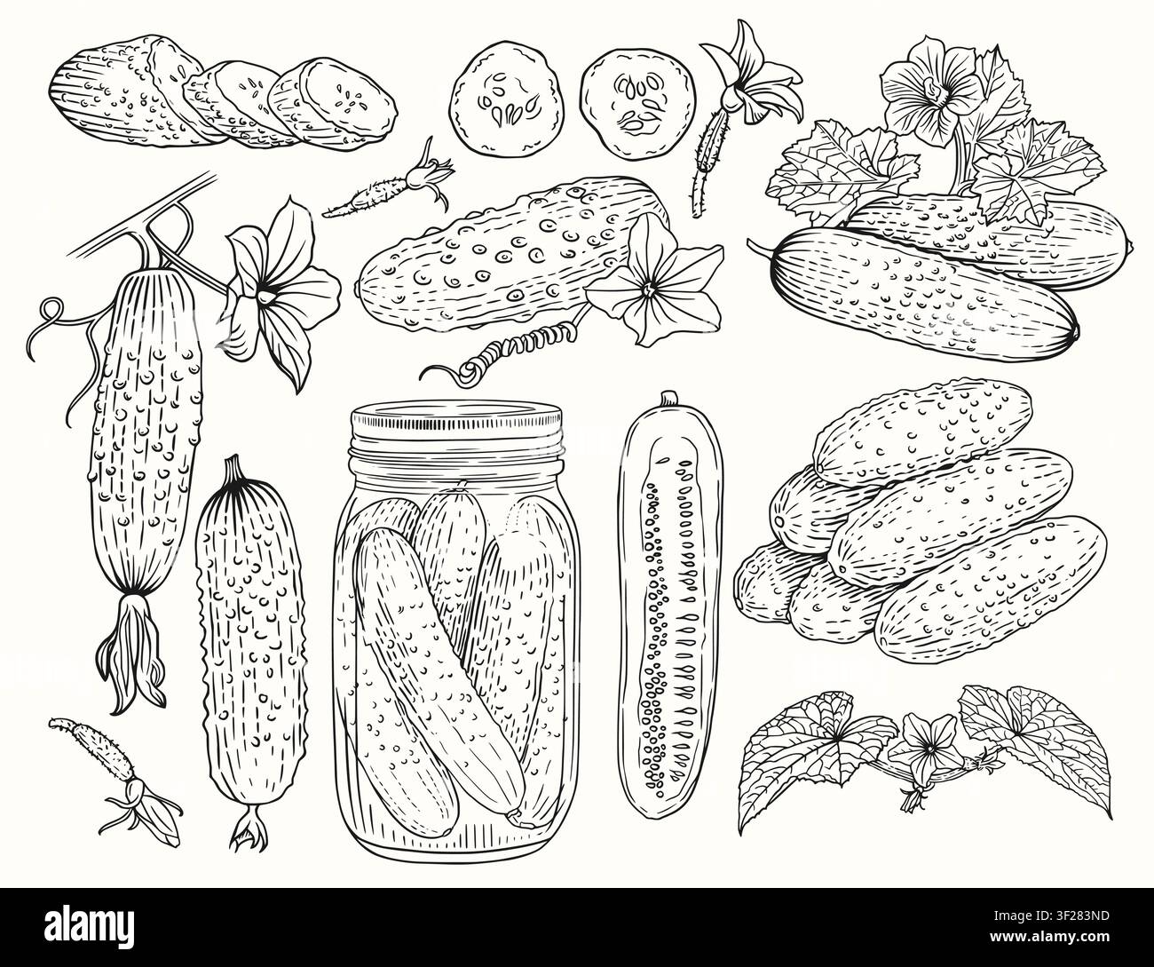 Set de concombres. Illustration de croquis vectoriel de légumes de ferme. Illustration de Vecteur
