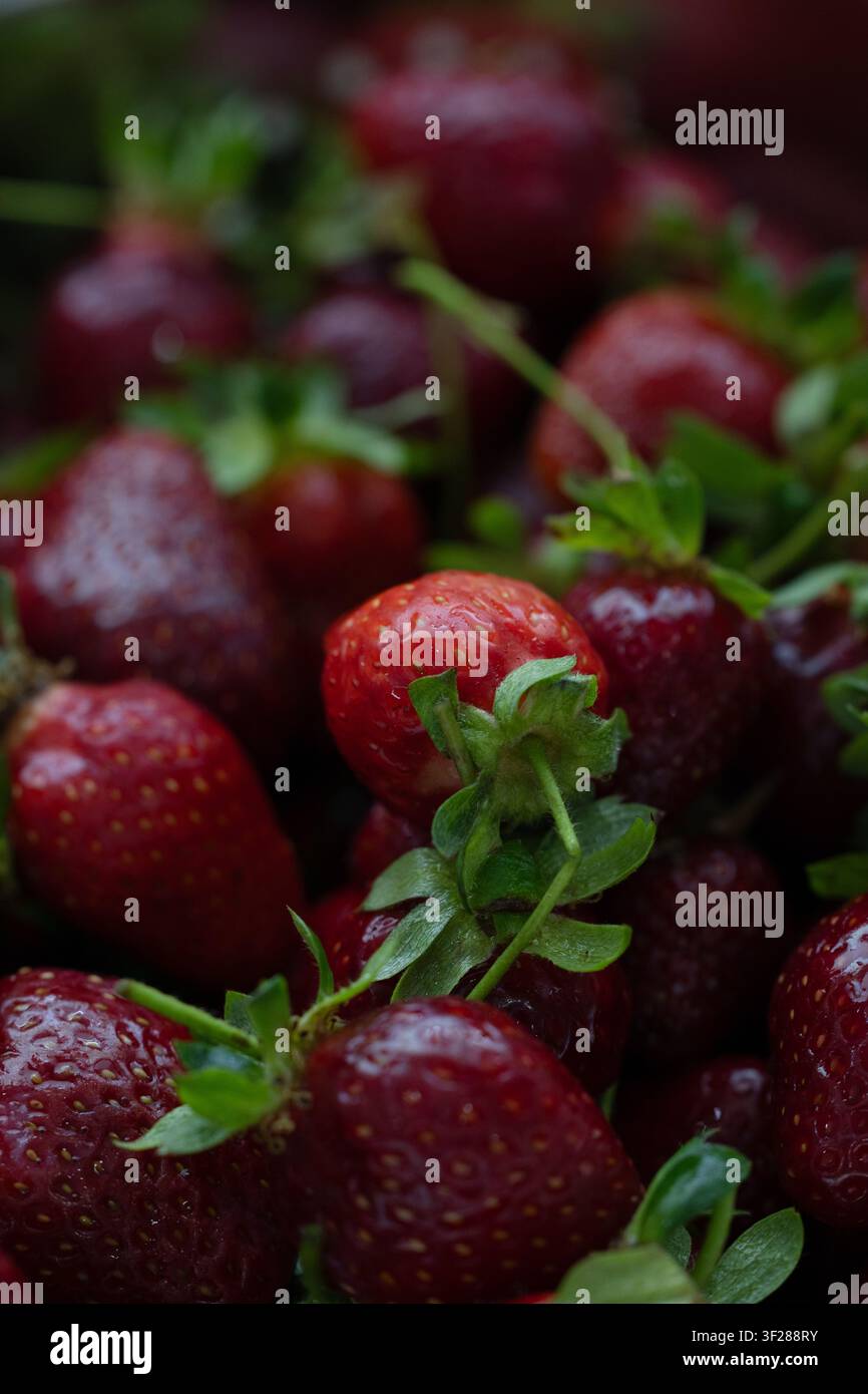 Grossissement macro des fraises fraîches et mûres avec texture naturelle Banque D'Images