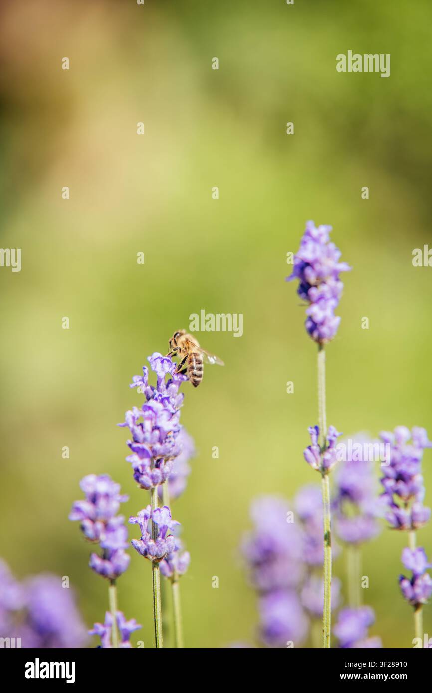 Abeille collectant le nectar d'une fleur de lavande Banque D'Images