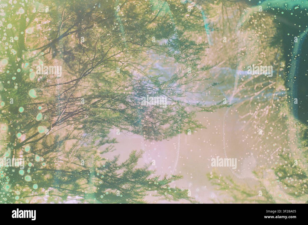 Vue abstraite éthérée regardant vers le haut à travers les arbres Banque D'Images