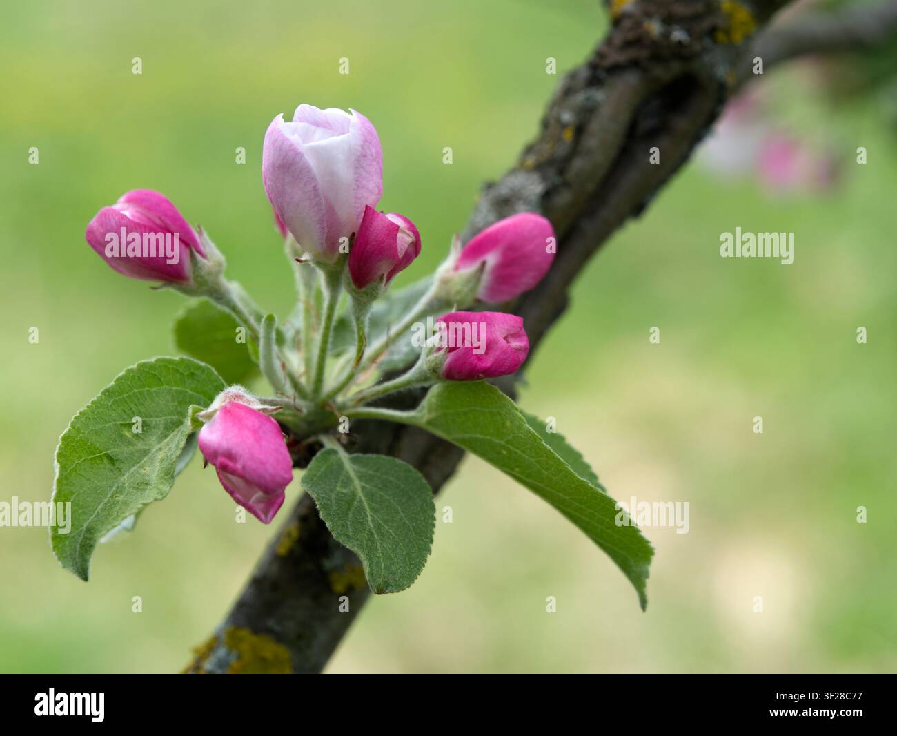 Branches d'un pommier rose en fleurs avec des boutons et des fleurs dans un verger au printemps. Banque D'Images