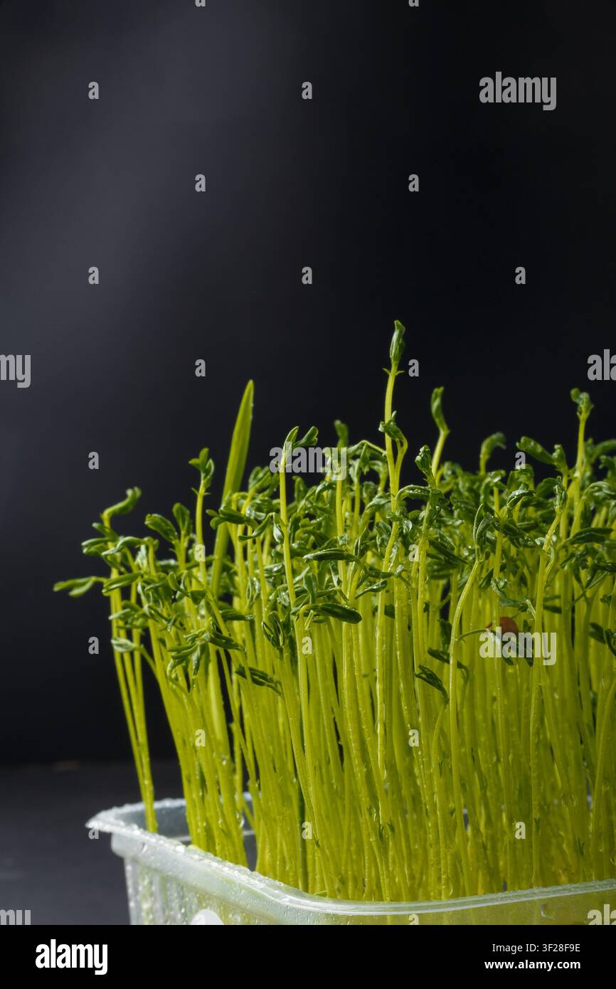Microvert de lentilles avec gouttes d'eau macro. Graines germées, jeunes pousses de lentilles fraîches dans un récipient, gros plan sur fond noir Banque D'Images