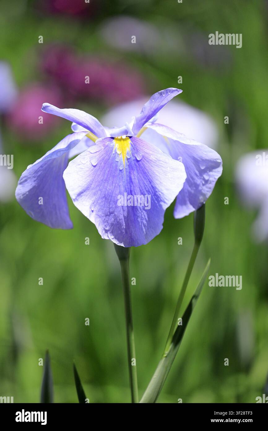 Iris japonaise (fleur simple) Banque D'Images