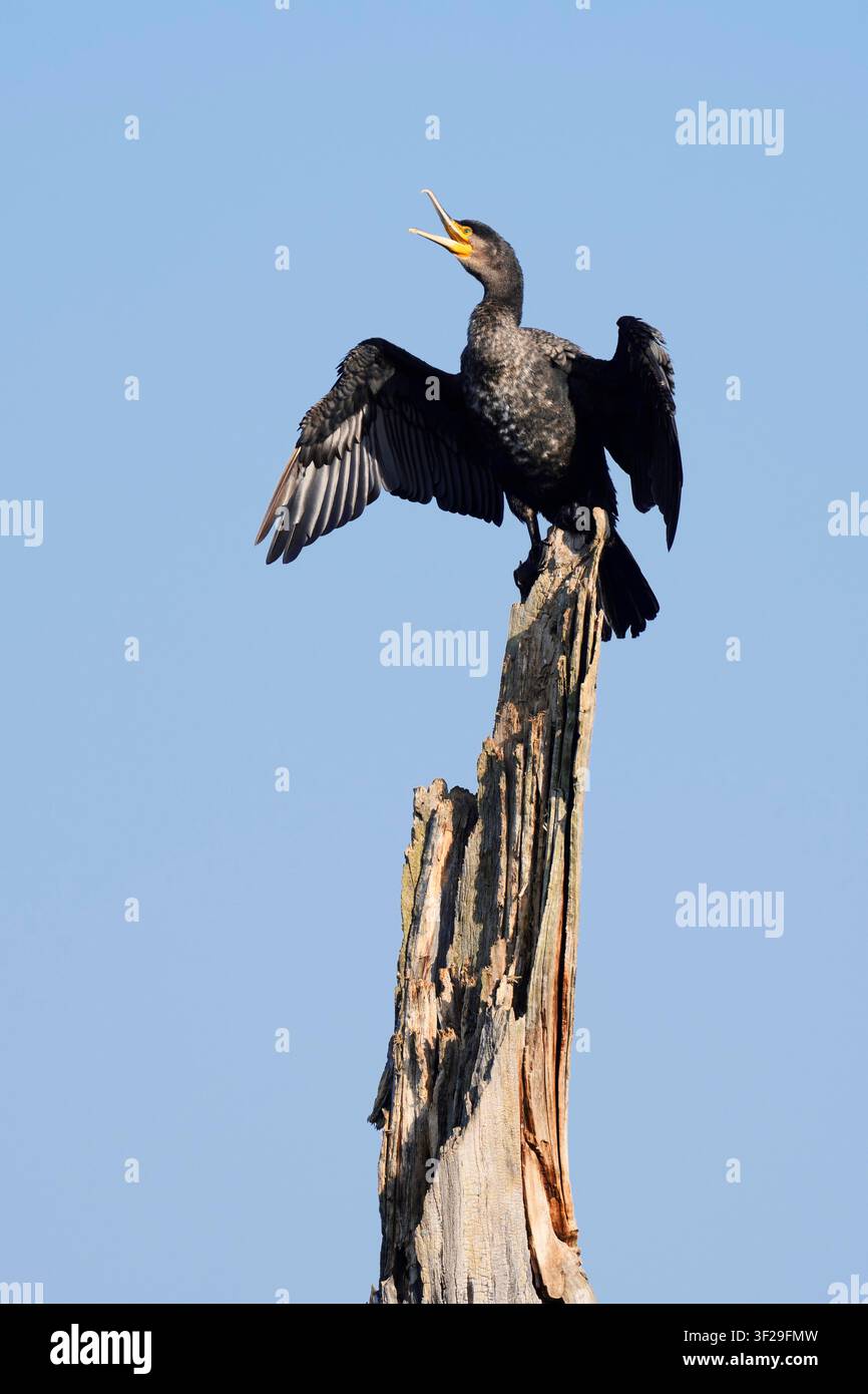 Grand Cormoran (Phalacrocorax carbo), immature, perché sur un arbre mort et séchant ses ailes, Rhénanie-du-Nord-Westphalie, Allemagne | Cormoran Banque D'Images
