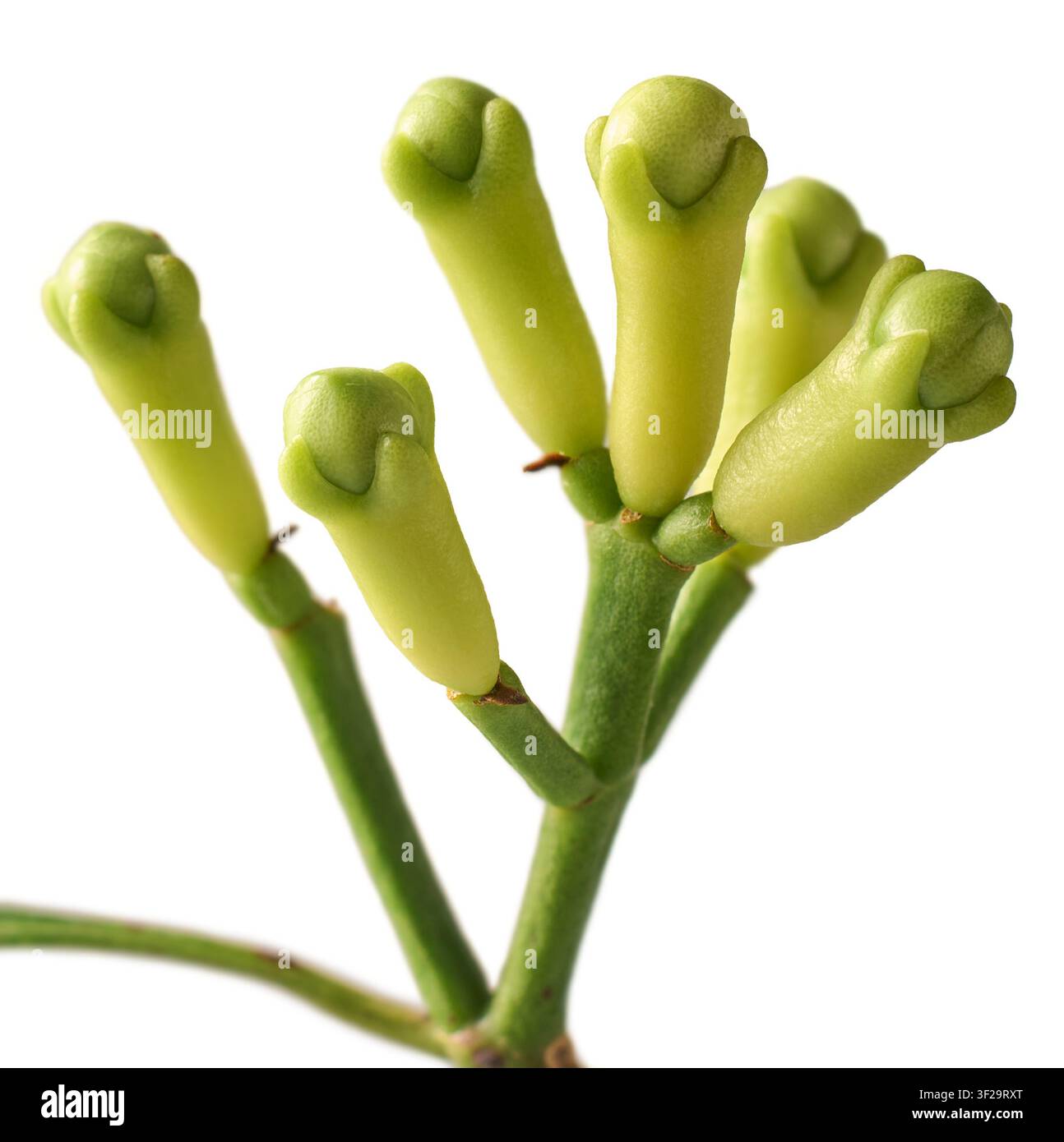 bourgeons verts frais sur tige isolés sur fond blanc, plante épice brute non récoltée d'importance commerciale, vue latérale en gros plan Banque D'Images