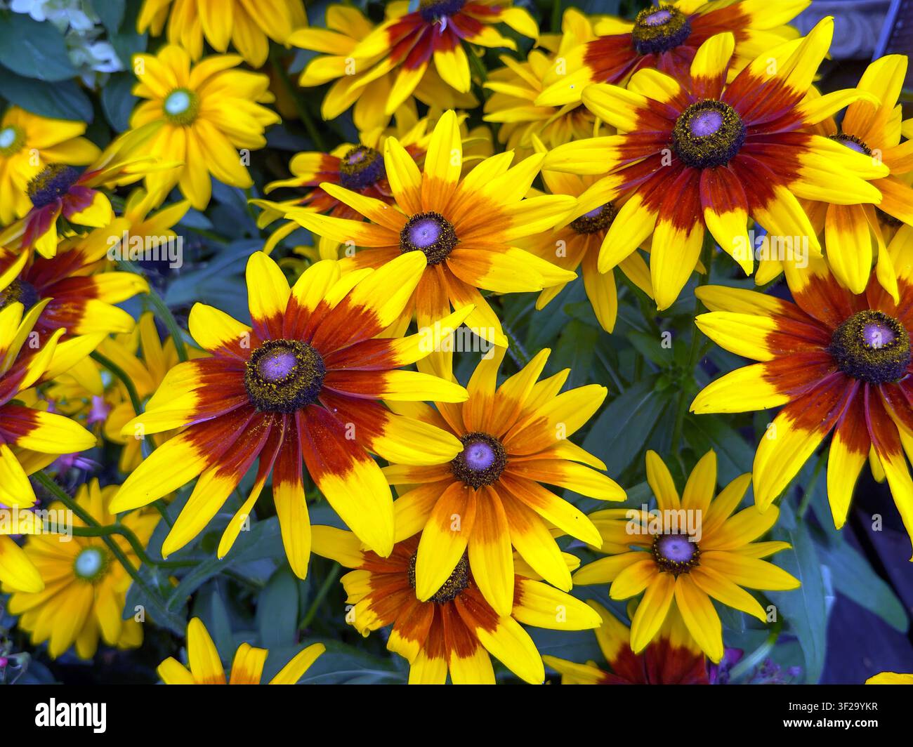 Fleurs coniques Rudbeckia jaunes et orange Banque D'Images