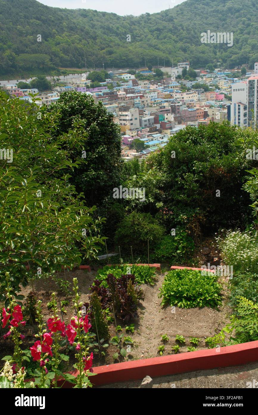Les maisons colorées sur les collines du village culturel de Gamcheon sont encadrées par la verdure des jardins, Busan, Corée du Sud. Banque D'Images