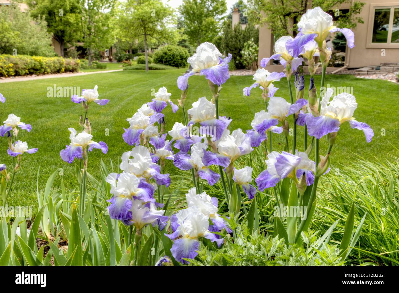Un groupe d'iris barbus aux fleurs bleues et blanches est en pleine floraison. Banque D'Images