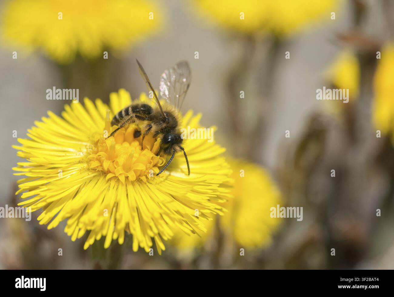 Andrena cf. nigroaenea, Andrena nigroaenea, apiformes, abeilles, abeille fouetteur buffâtre, abeille fouetteur ocracée, hyménoptères, abeille fouetteur, hyménoptères, insectes, ma Banque D'Images