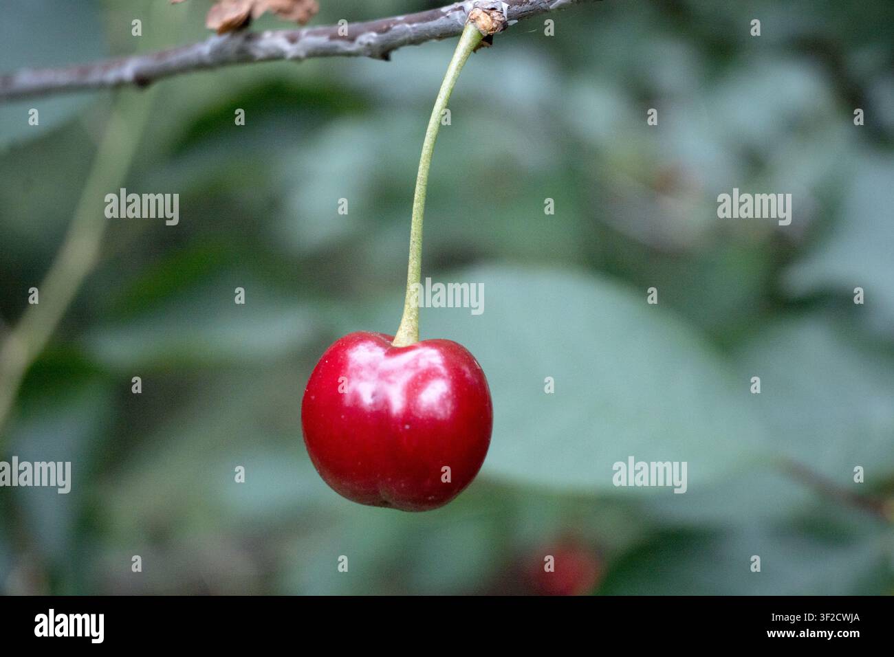 Cerises suspendues à l'arbre, jardinage. Banque D'Images