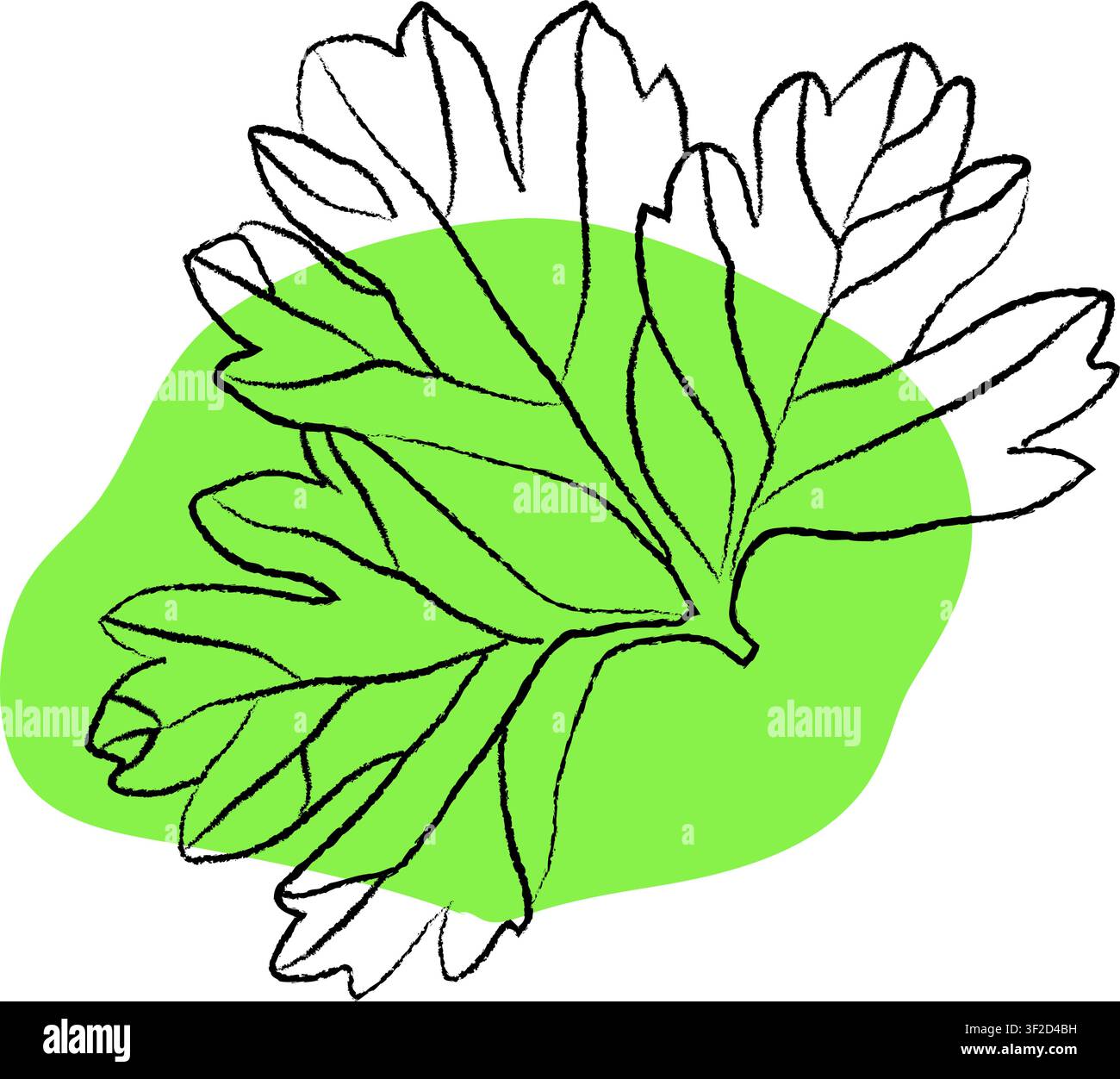 Illustration vectorielle de feuilles de persil, Collection d'icônes dessinées à la main, Dessin de contour de feuilles de persil, Dessin de contour de feuilles de persil, vecteur Illustration de Vecteur