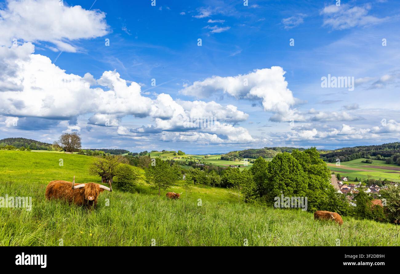 Les vaches poilues des Highlands paissent dans les prairies d'une ferme bovine avec une herbe verte fraîche et haute et de petits arbres caduques du printemps dans une vallée de village vallonnée, devant un closte Banque D'Images