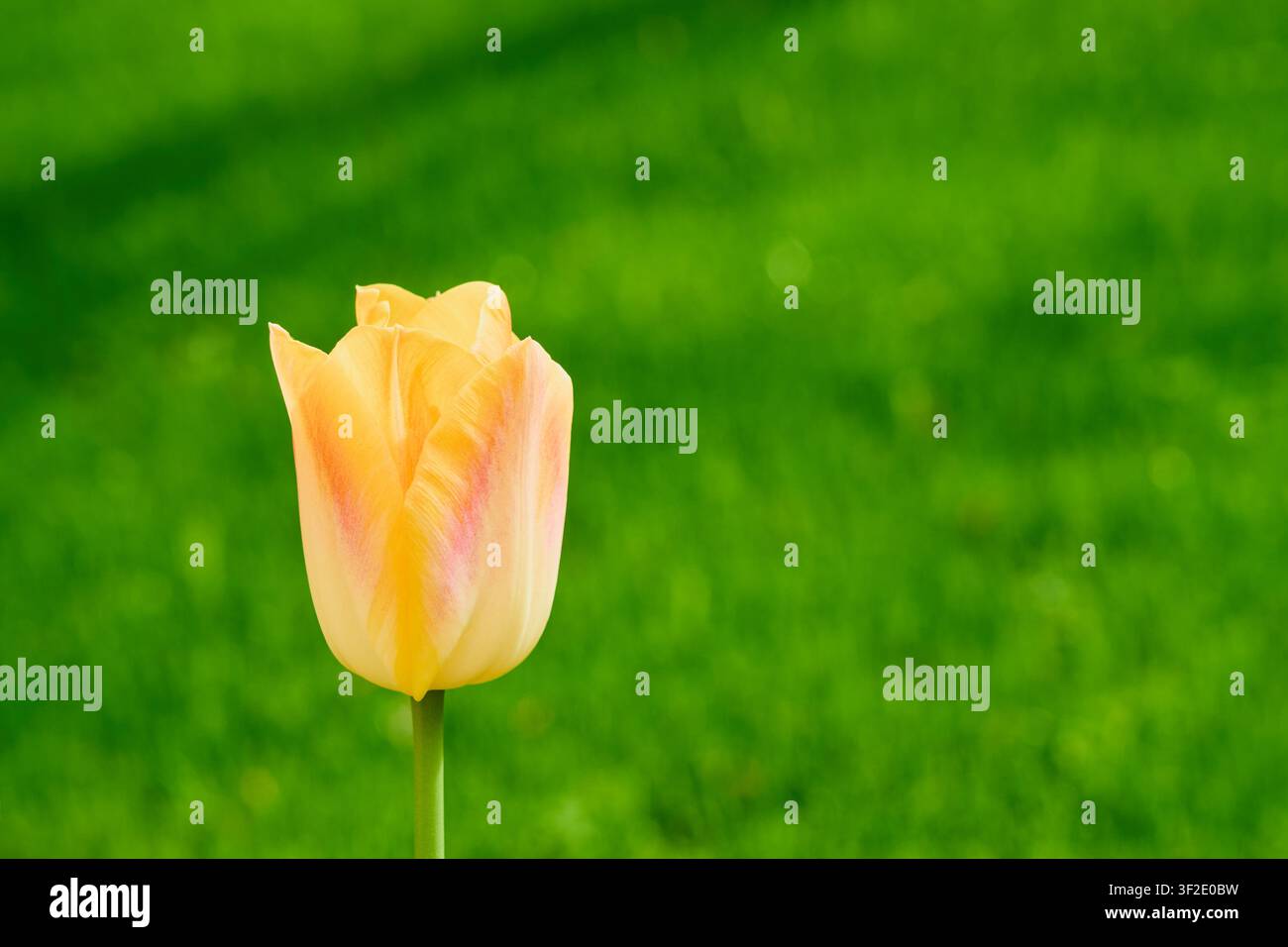 Tulipe crème unique avec un doux blush rose sur fond flou vert, fleur printanière élégante. Banque D'Images