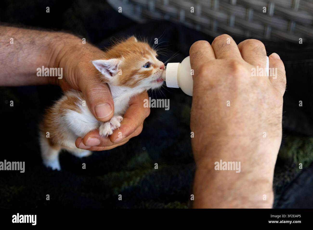 Un petit chaton orange et blanc est bercé et nourri au biberon. Les mains de l'homme soutiennent doucement le chaton, mettant en évidence les soins impliqués dans l'alimentation au biberon- Banque D'Images