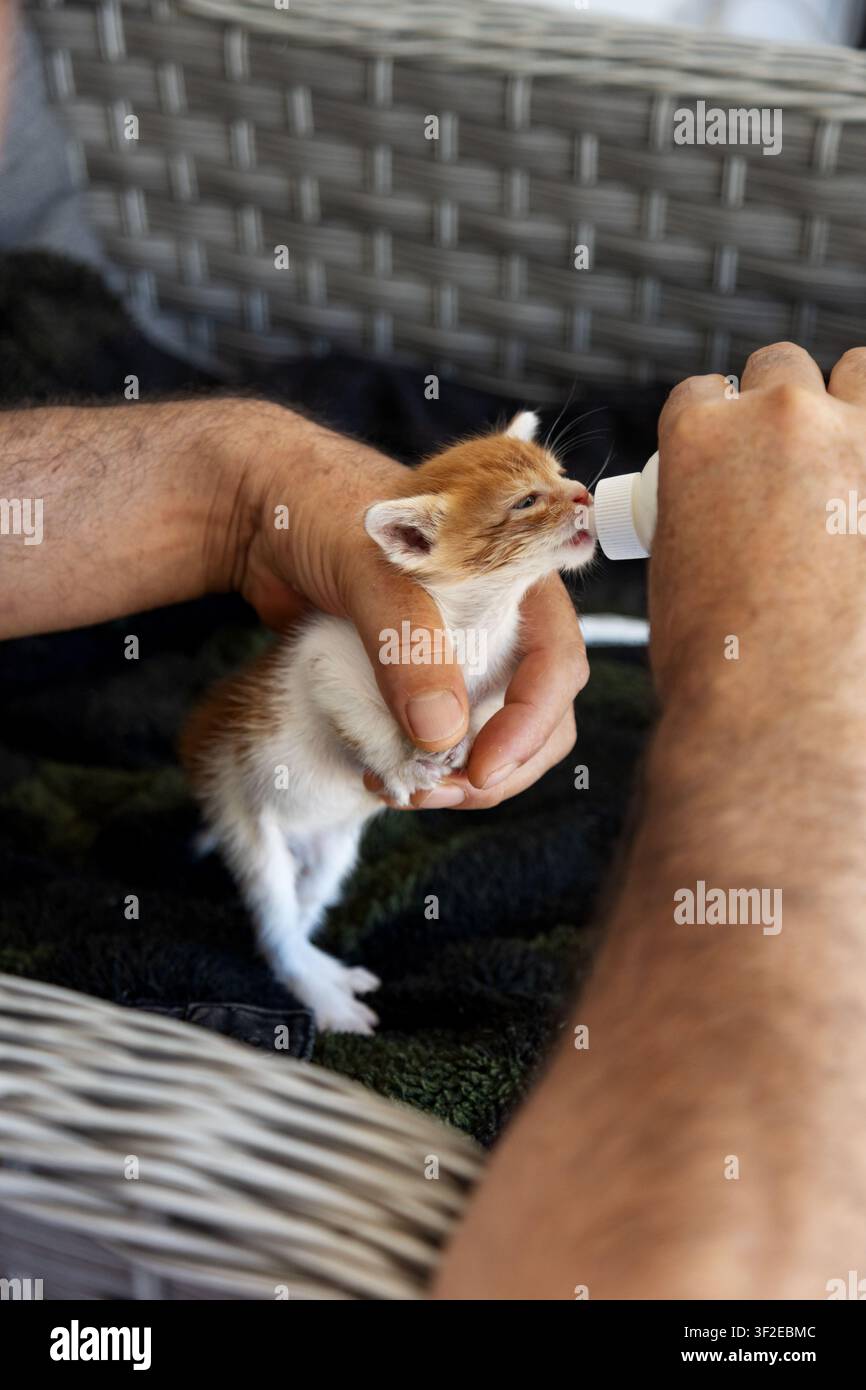 Un petit chaton est doucement bercé dans les mains tout en étant nourri avec une petite bouteille. La scène chaleureuse capture le lien et les soins impliqués dans la nurturing des jeunes animaux Banque D'Images