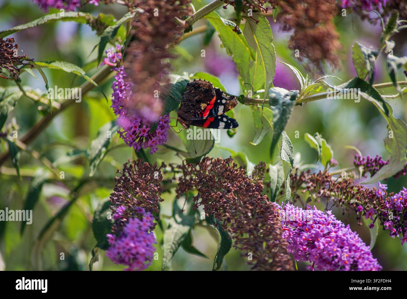 Un papillon admiral rouge vif avec des marques noires, rouges et blanches frappantes est capturé dans un détail exquis alors qu'il se nourrit du nectar d'un bouquet de Banque D'Images
