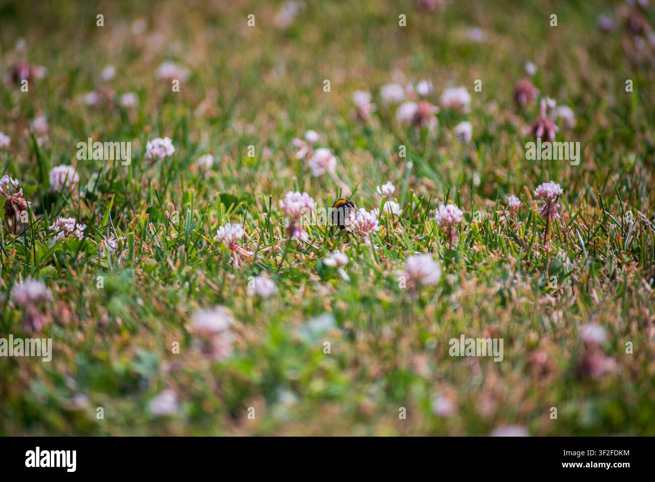 Un bourdon se nourrissant de fleurs de trèfle roses éparpillées sur une pelouse verte vibrante sous le soleil éclatant de l'été au Royaume-Uni. Banque D'Images