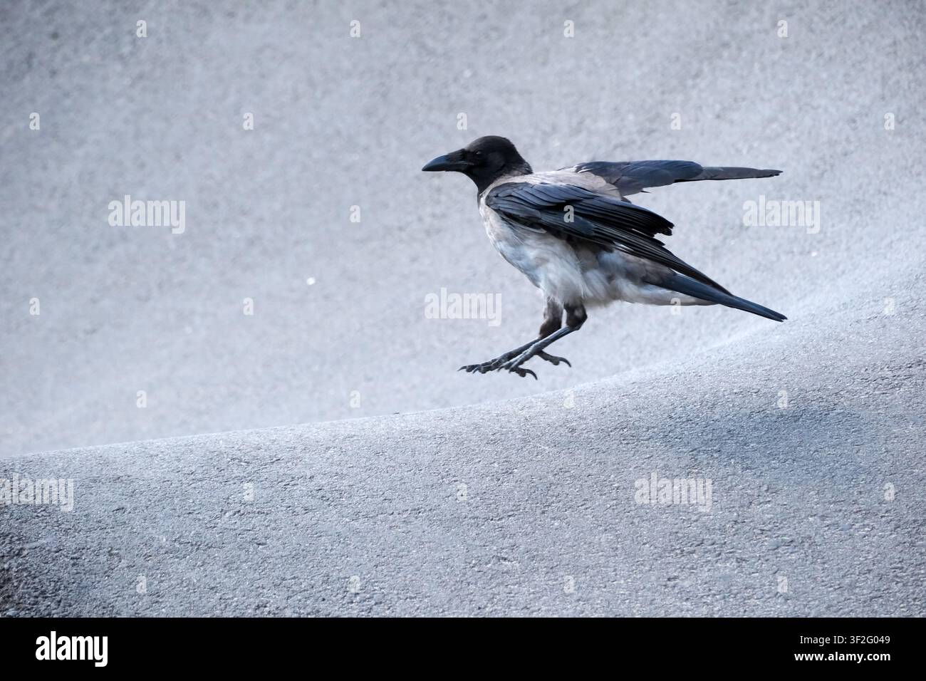 Corbeau à capuchon (Corvus cornix) décollant d'un trottoir urbain avec des ailes partiellement déployées. Oiseau sauvage européen capturé en mouvement, illustrant la vie urbaine Banque D'Images
