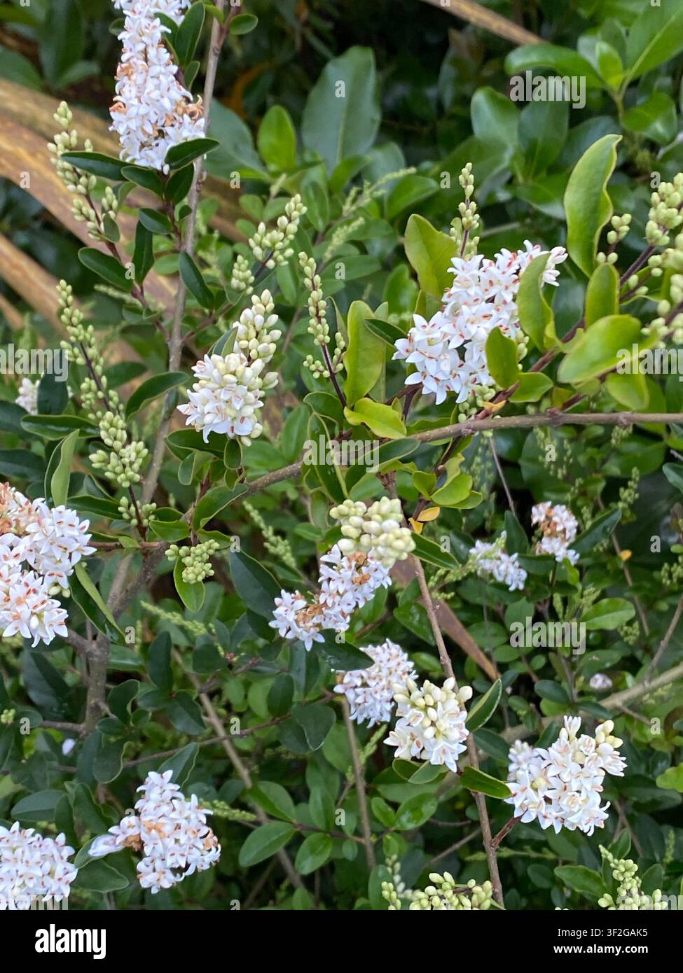 Arbusté d'évier dense et à feuilles persistantes de la plante Ligustrum, genre Ligustrum, Ligustrum chinois (Ligustrum sinense) ou Ligustrum commun (Ligustrum vulgare) avec des grappes blanches b Banque D'Images