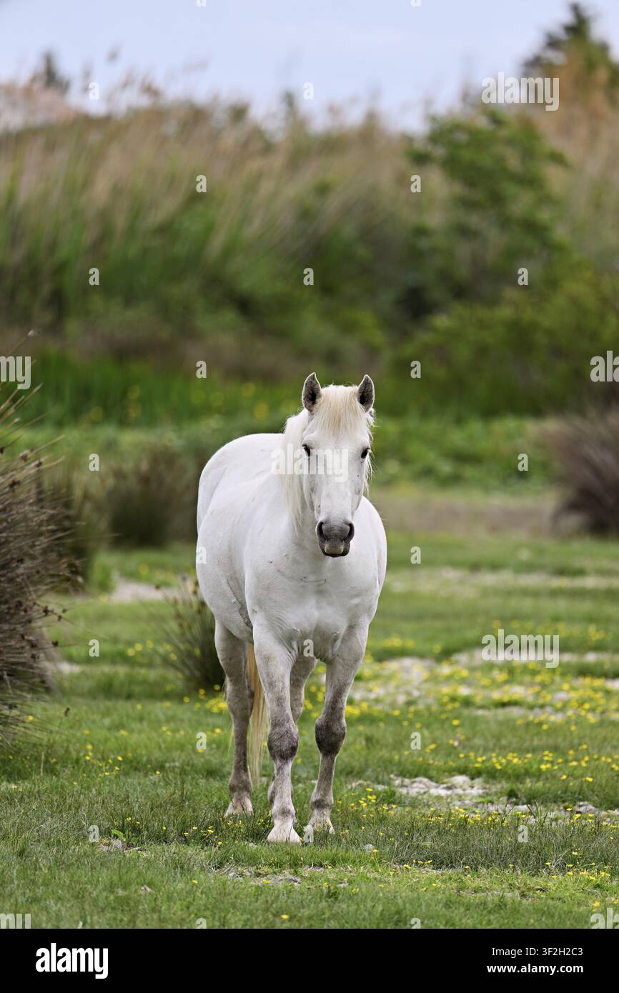 Cheval de Camargue (Equus caballus), courant à travers une prairie de fleurs jaunes en fleurs, Saintes-Marie-de-la-Mer, Camargue, sud de la France, France Banque D'Images