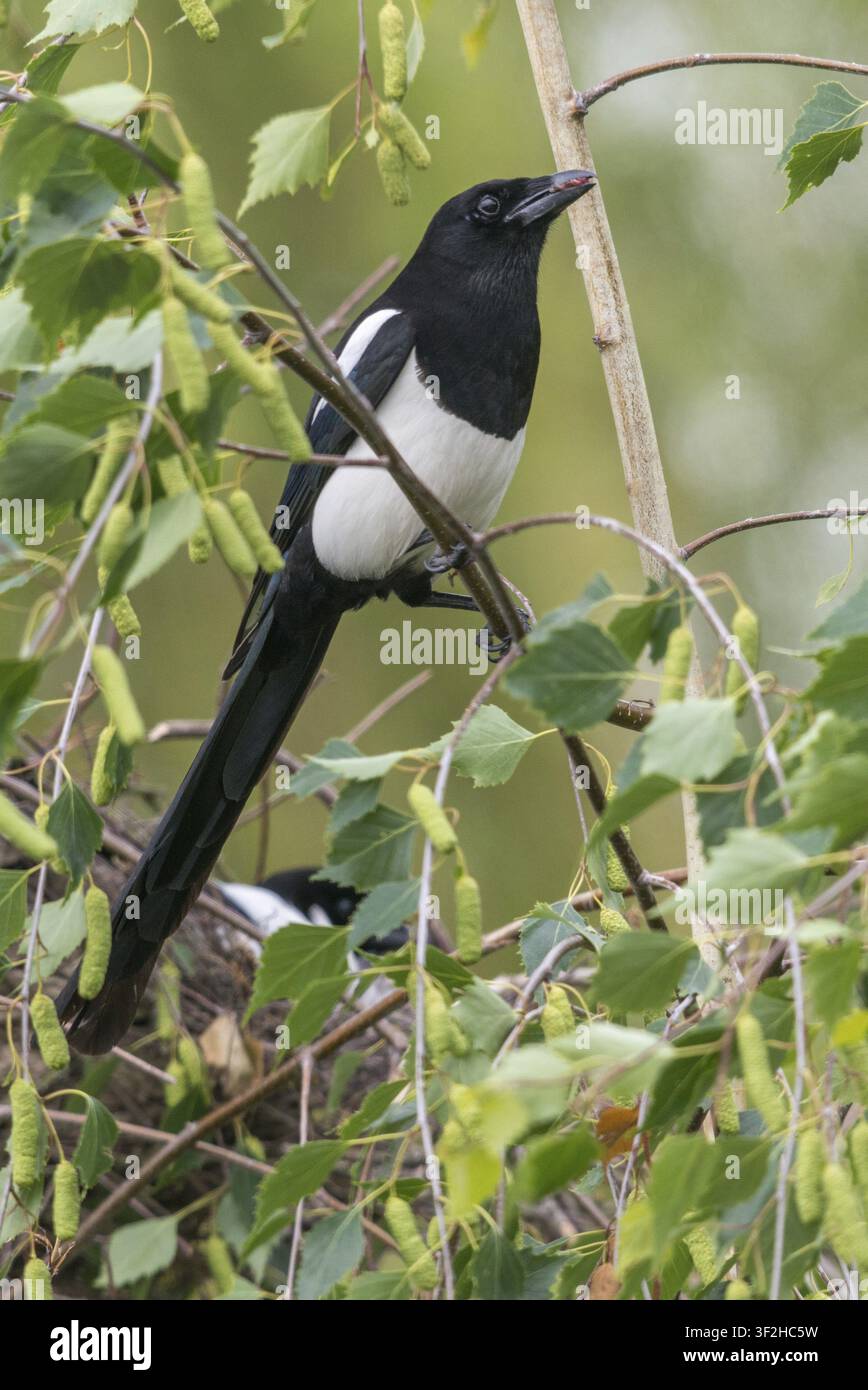 Pie, Pica pica, oiseaux, race, nichée, famille des corvidés, grande taille, format portrait, nid, passereaux, corvidés, oiseaux chanteurs, oiseaux Banque D'Images
