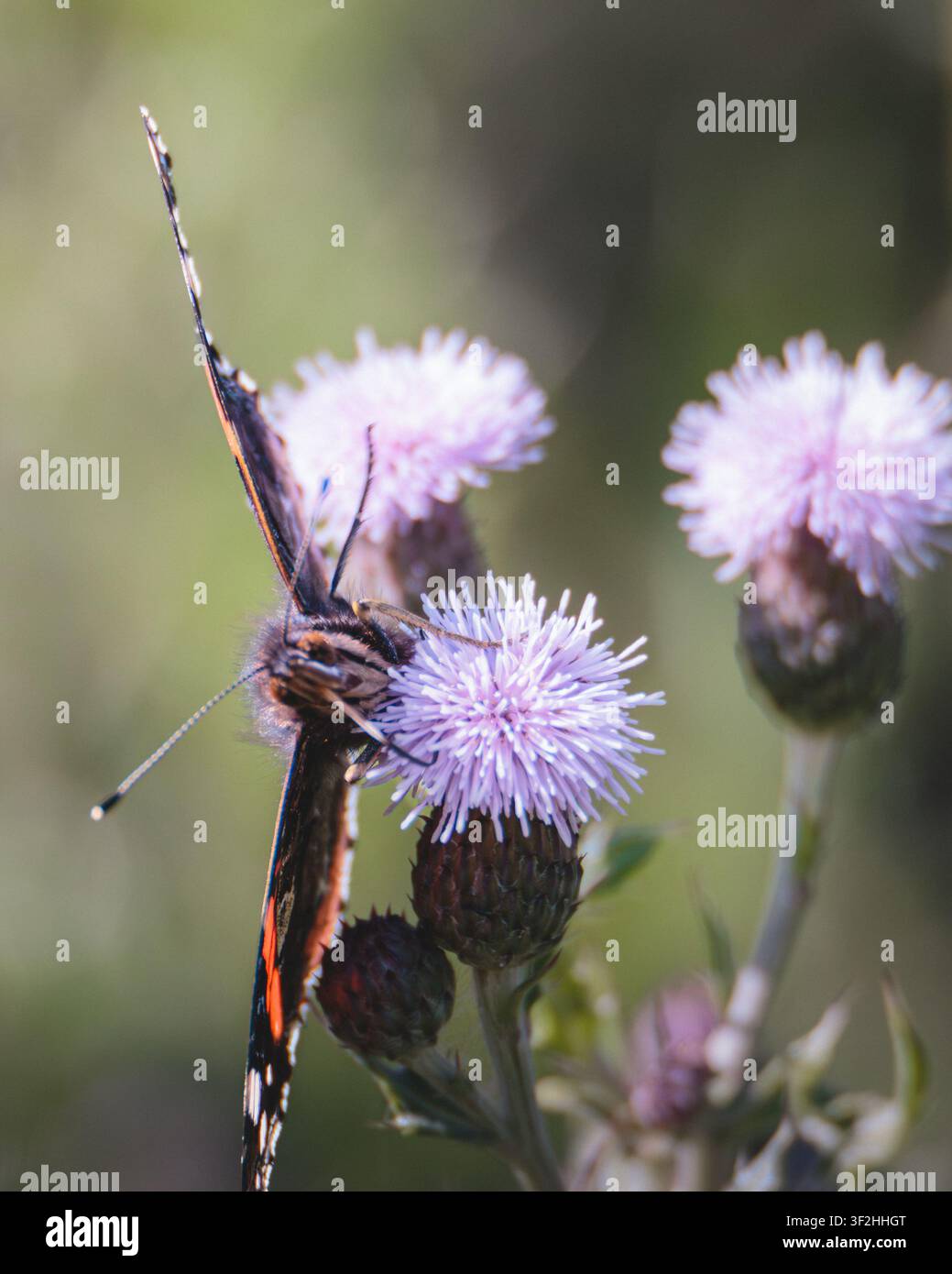 Admiral rouge (Vanessa atalanta), aux ailes noires, bandes rouges et taches blanches, se nourrissant de fleurs couvertes de pollen au Cresswell Pond dans le Northumberland Banque D'Images
