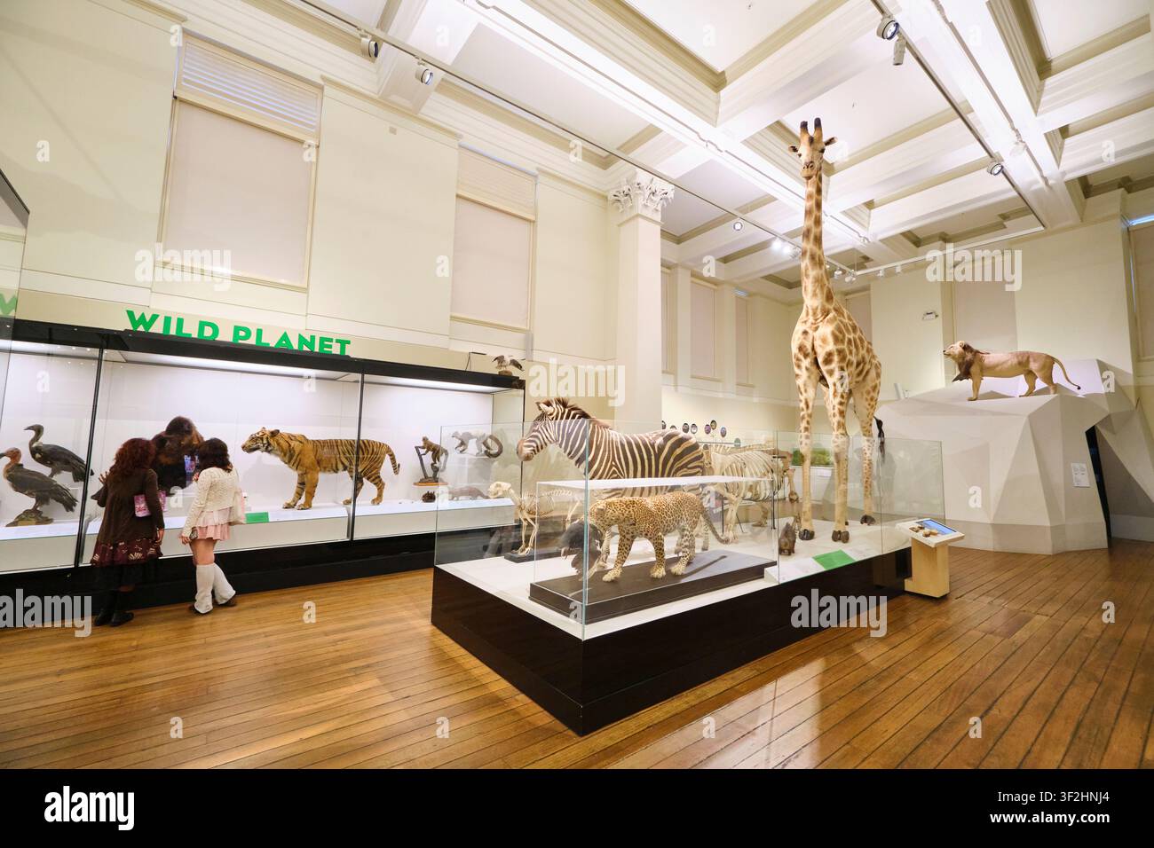 Taxidermie, salle d'animaux empaillés avec une girafe, un tigre, un zèbre et d'autres espèces. Au musée australien de Sydney. Banque D'Images