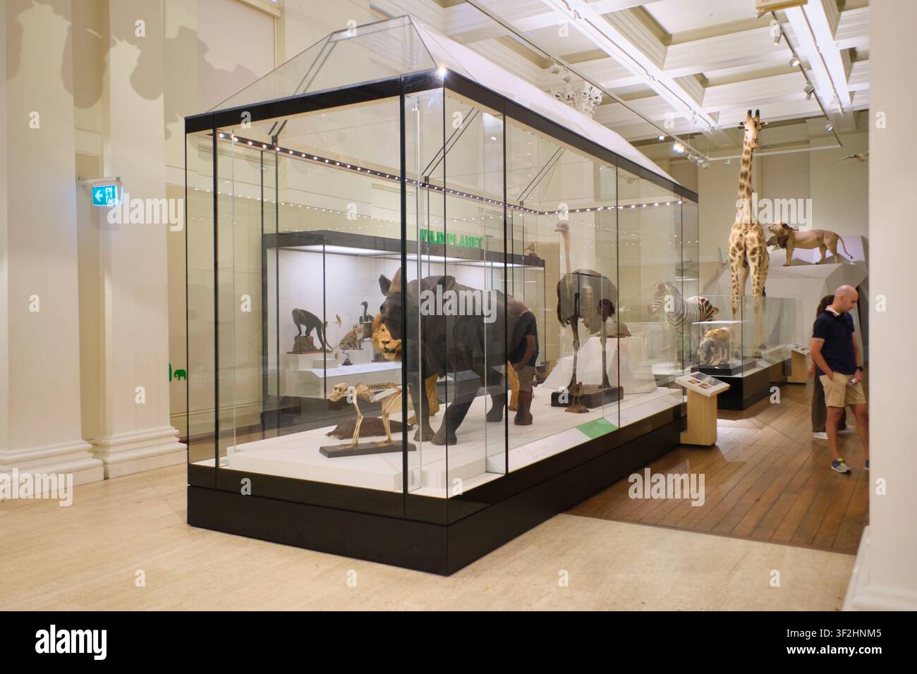 Taxidermie, salle d'animaux empaillés avec un rhinocéros, un autruche, un zèbre, un lion. Au musée australien de Sydney. Banque D'Images