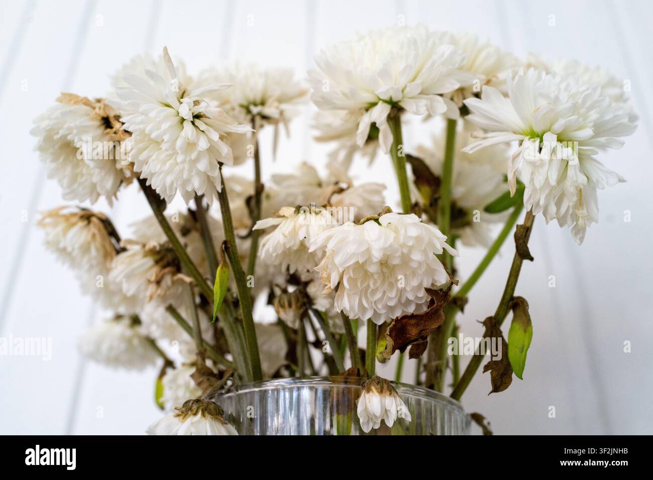 Vue en douceur de fleurs de chrysanthème blanc fanées dans un vase en verre transparent, avec des pétales tombants, des tiges vertes et une décomposition subtile sur un fond neutre lumineux Banque D'Images