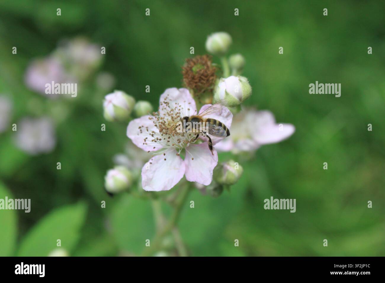 une abeille aux cheveux duveteux mangeant du pollen dans une fleur de mûre blanc-rosé. l'arrière-plan est constitué d'un vert très flou. Banque D'Images