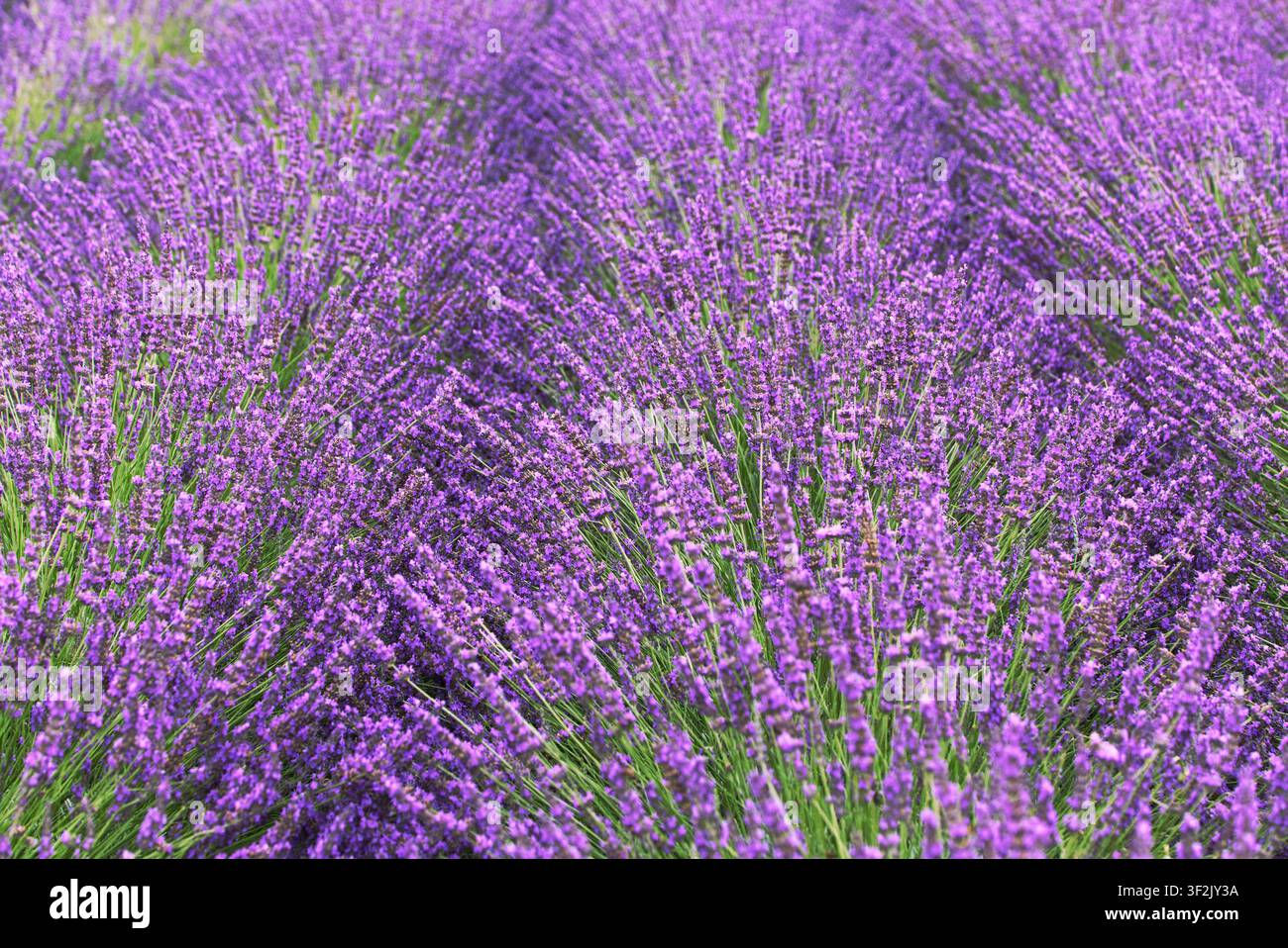 Champs de lavande en gros plan. L'image représente une mer de fleurs lilas et violettes. Photo prise en été au Cap, en Afrique du Sud. Banque D'Images