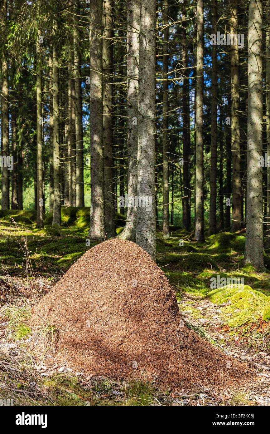 Fourmilière dans la forêt par une journée d'été ensoleillée Banque D'Images