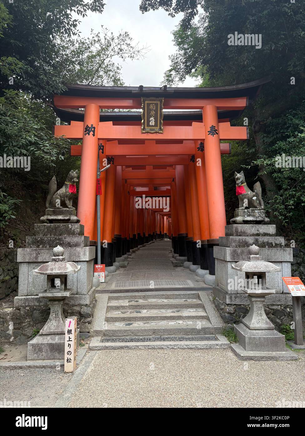 1er août 2025, Kyoto, Japon – Tunnel de portes torii vermillon au sanctuaire Fushimi Inari Taisha avec des statues de renards en pierre et des lanternes bordant le sentier sacré de la montagne. Banque D'Images