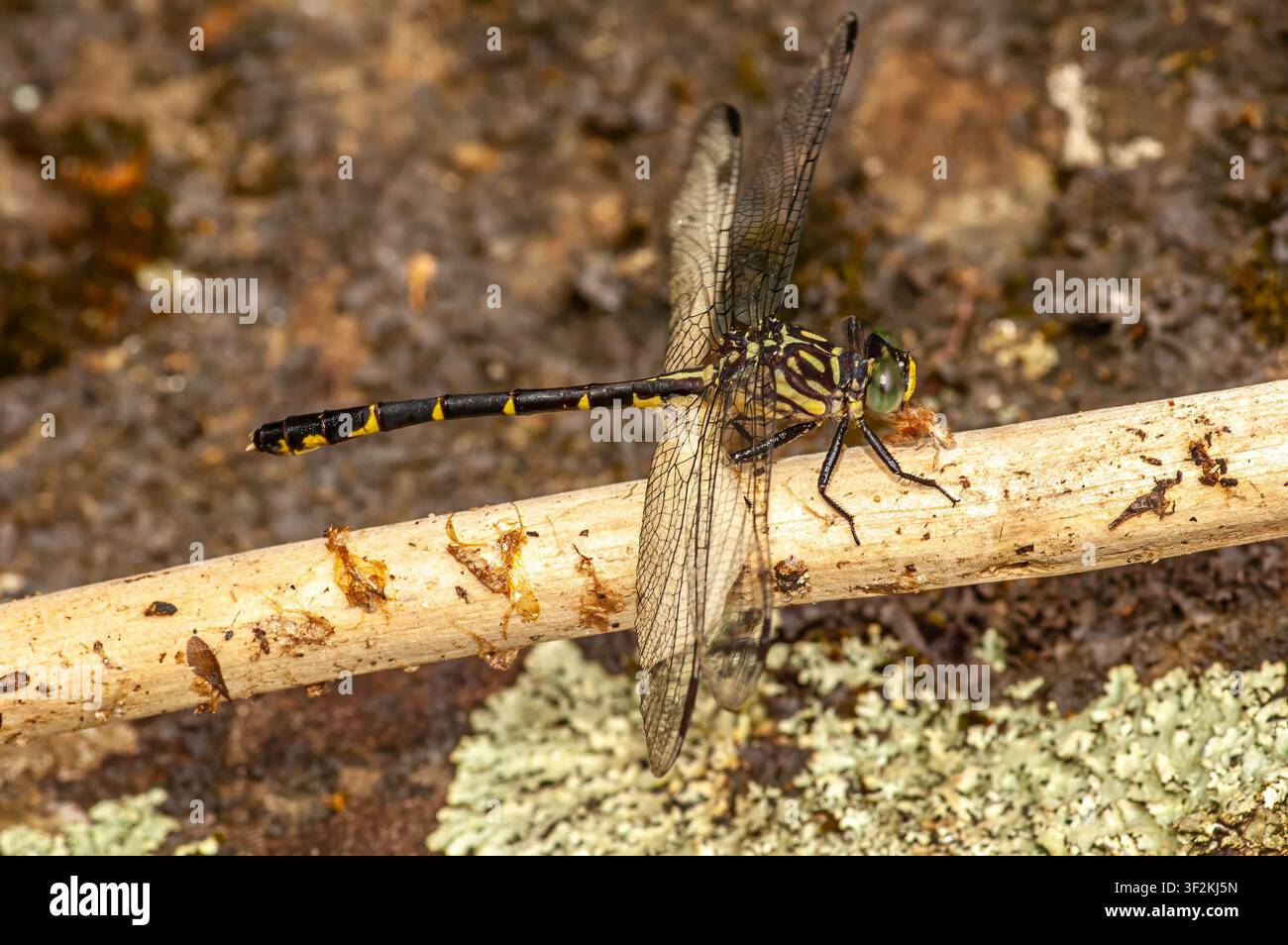 Libellule à queue en club la plus petite de l’est (Stylogomphus albistylus) nouvellement émergée de sa peau larvaire le long de la rivière Pine, comté de Florence, Wisconsin, États-Unis. Banque D'Images