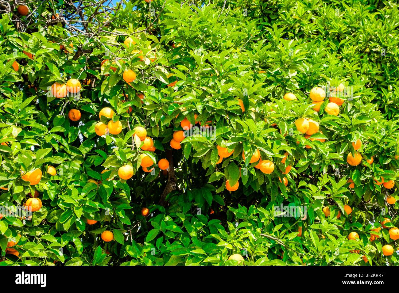 de nombreuses oranges mûrissant sur les branches des arbres Banque D'Images