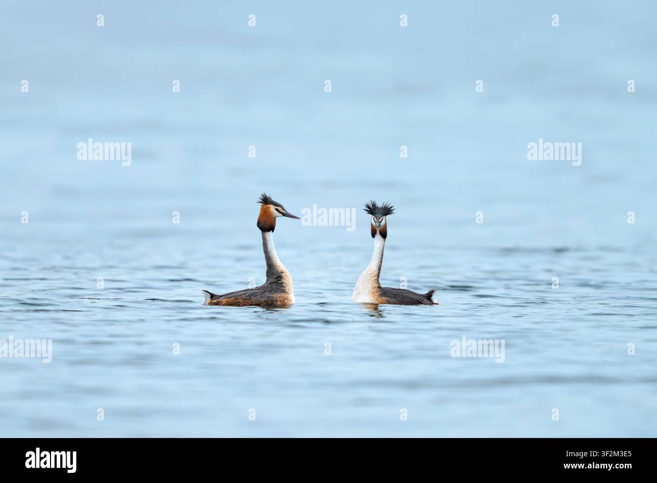 Paire de grands grebes huppés en période de parade nuptiale printanière sur l'eau libre à Ham Wall, Somerset Levels, Angleterre, Royaume-Uni Banque D'Images