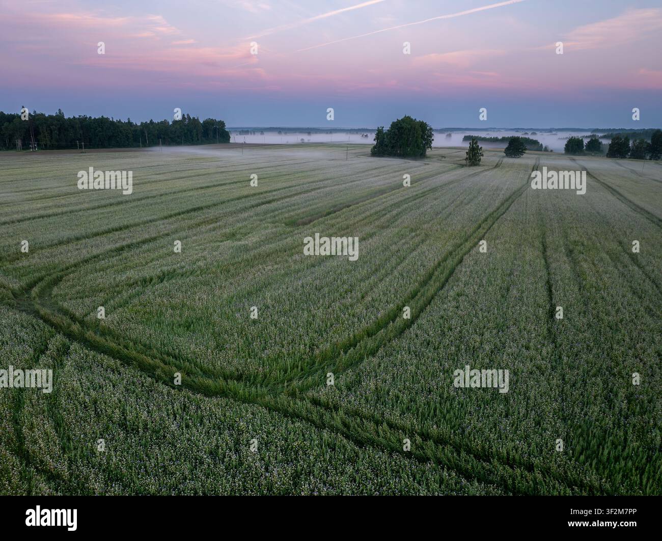 Vue aérienne d'un champ de sarrasin en fleurs avec des traces de tracteur incurvées dans le brouillard matinal au lever du soleil, Krimulda, Lettonie Banque D'Images