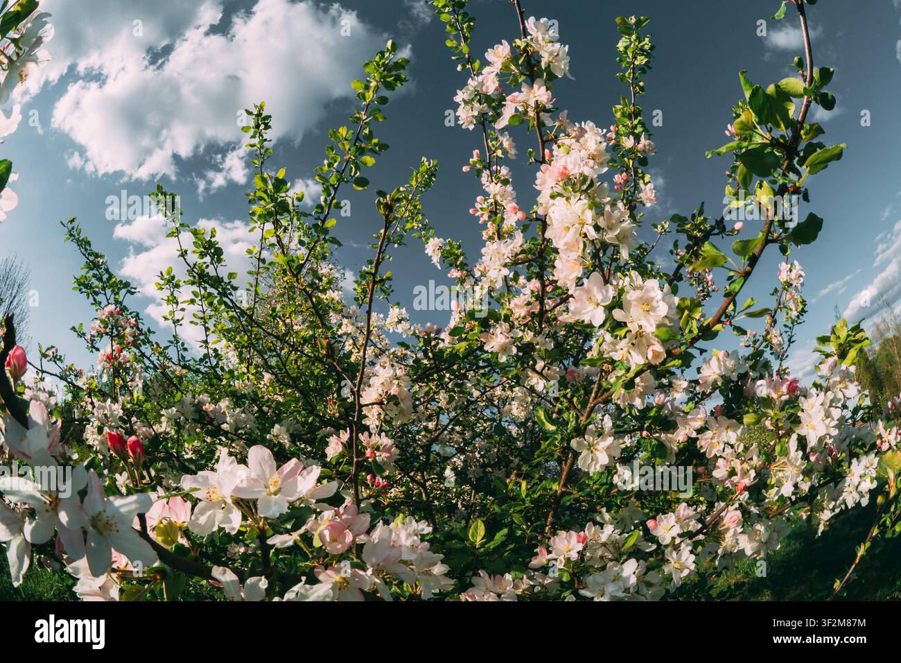 Branches de pommier en fleurs avec des fleurs roses et blanches Banque D'Images