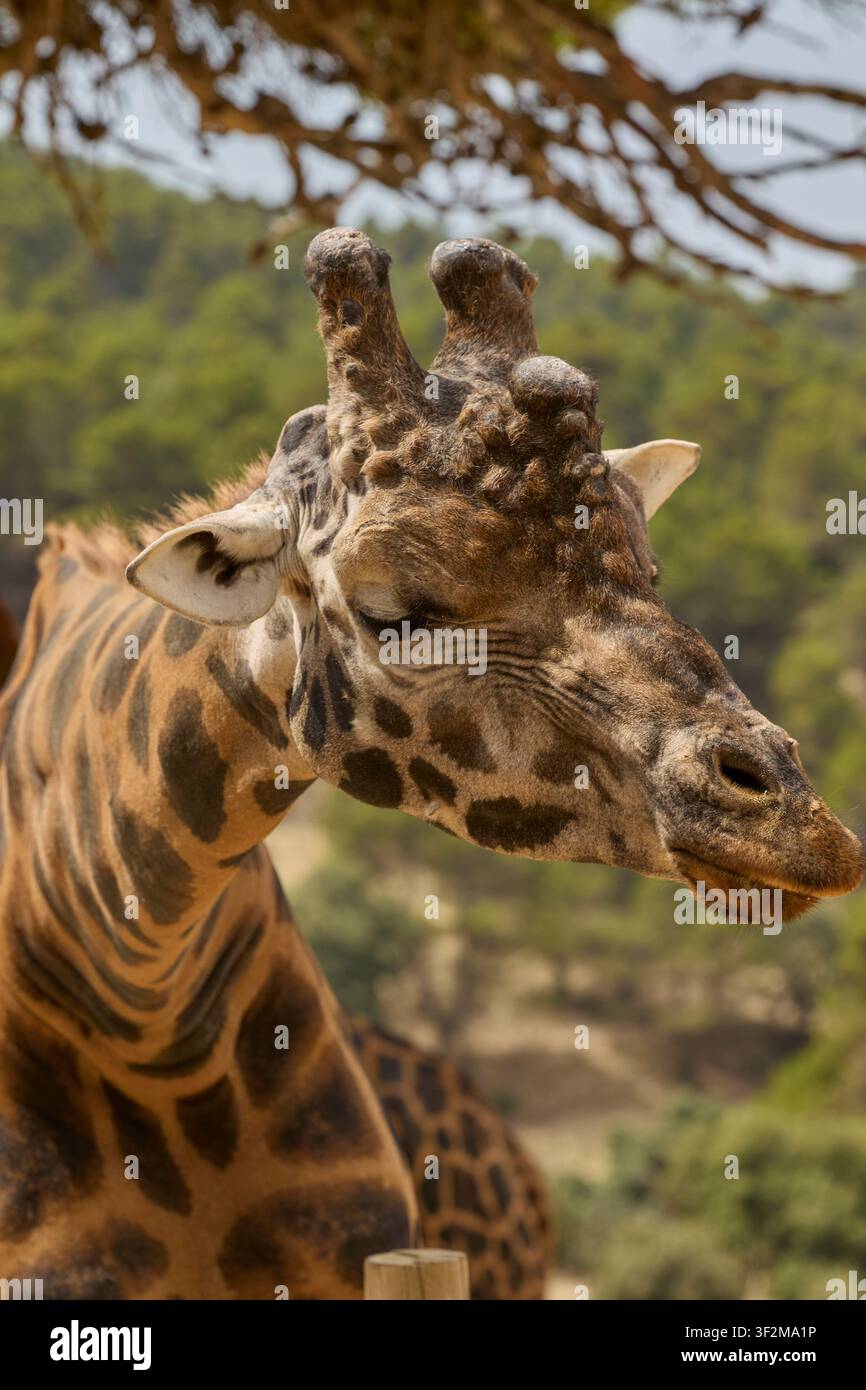 Portrait détaillé en profil de girafe avec fond de forêt flou. Banque D'Images