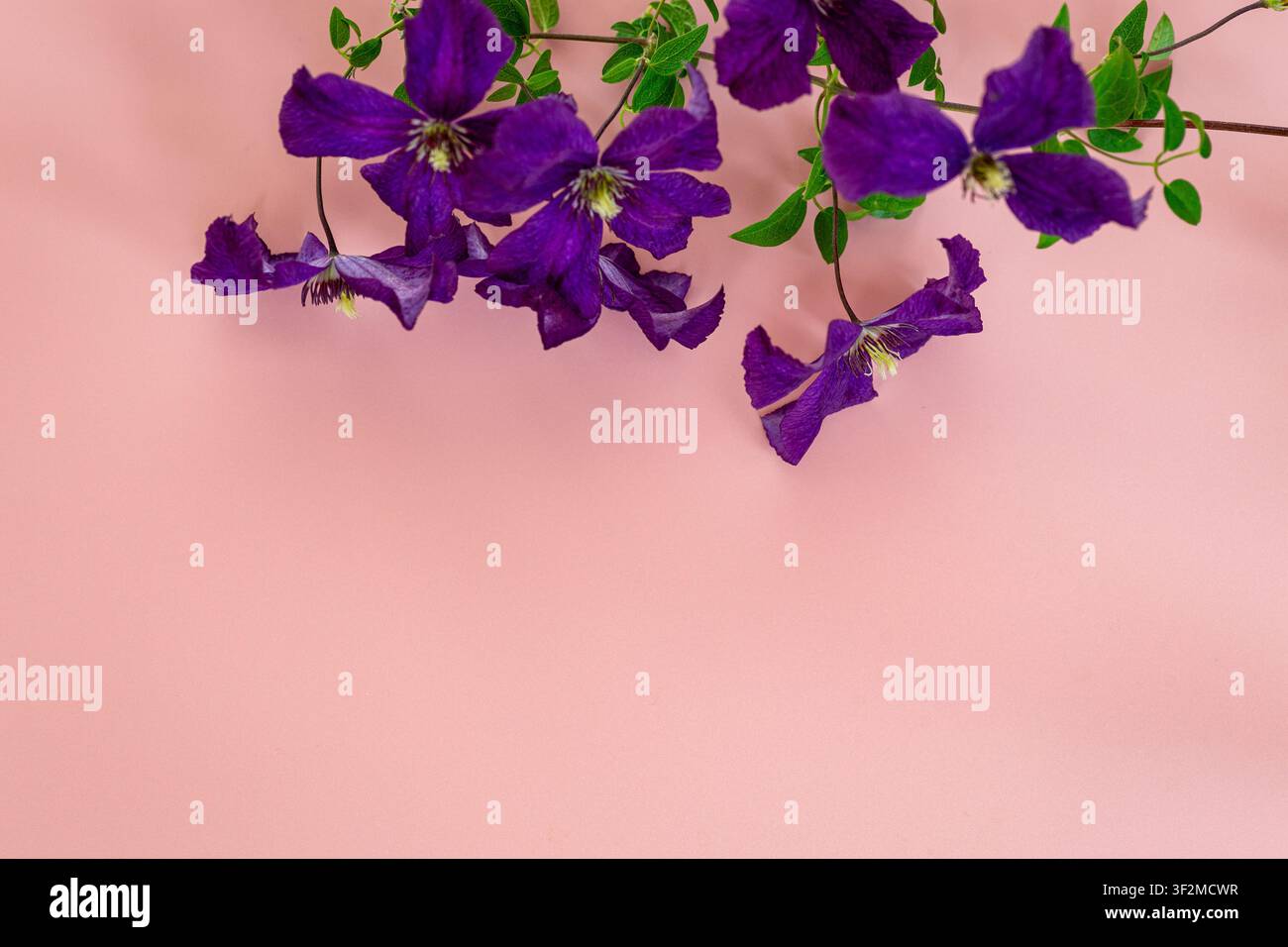 Fleurs de clématite violettes décoratives avec un fond rose doux minimaliste . Banque D'Images