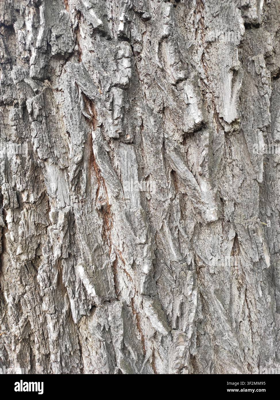 Close-up d'écorce d'arbre ancien avec des fissures profondes, texture naturelle rugueuse et surface de bois patinée. Fond organique haute résolution idéal pour la sylviculture, n Banque D'Images