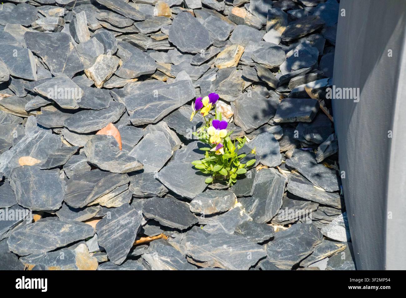 Petite pensée violette (Viola) fleurissant parmi des pierres d'ardoise sombres, contraste délicat de la fleur sur le sol rocheux, Caslano, Tessine, Suisse. Banque D'Images