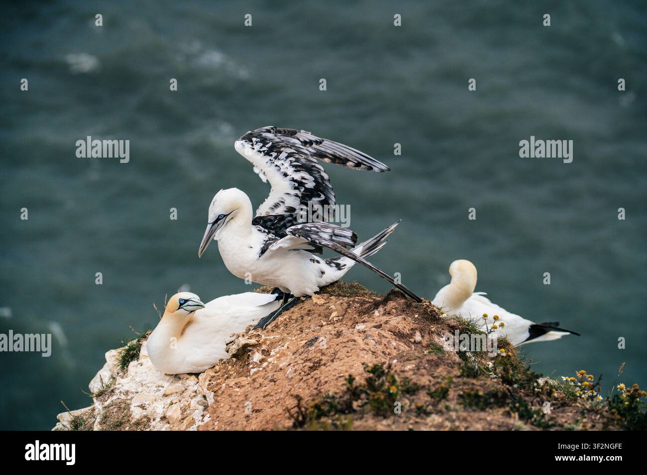 Mouette nordique juvénile déployant ses ailes tachetées au sommet des falaises de Bempton Cliffs, avec des mouettes adultes se reposant à proximité Banque D'Images