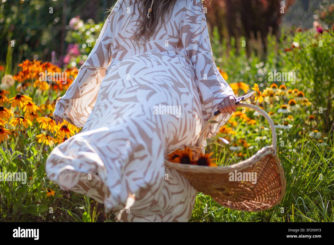 Femme se promenant dans un jardin d'été en cueillant des fleurs de rudbeckia avec un panier de récolte. Jardinière portant une robe de chambre longue et élégante Banque D'Images