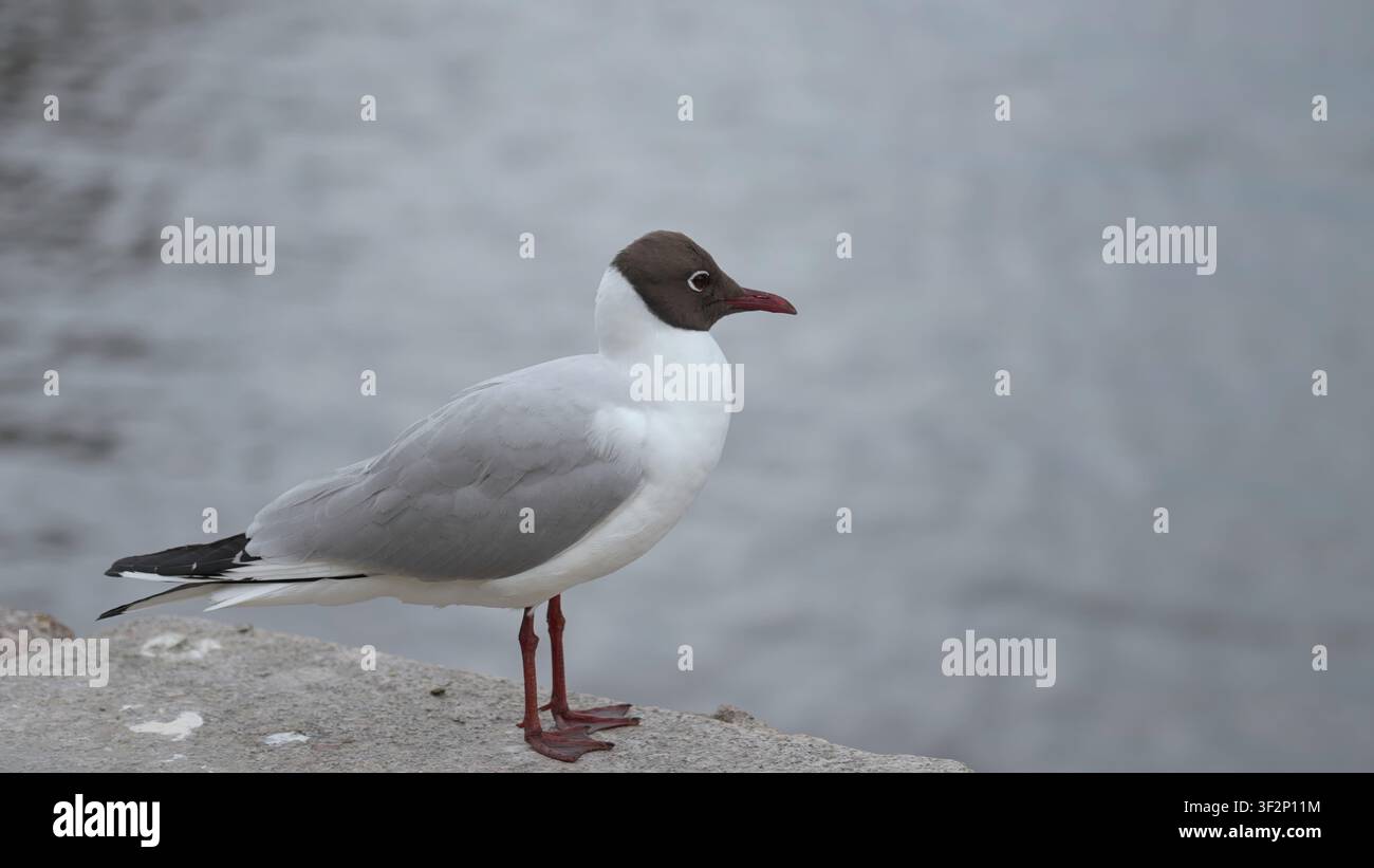 Mouette près de l'eau. Une mouette à tête noire se tient attentivement sur le quai au milieu de légères ondulations et sous un ciel nuageux. Créatif Banque D'Images