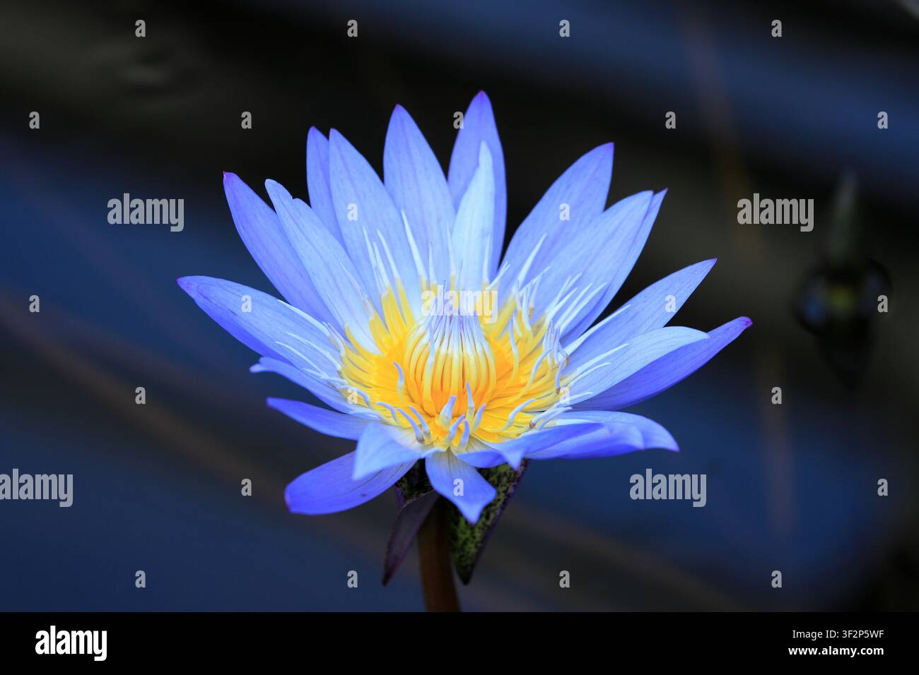 lotus (bleu) Banque D'Images