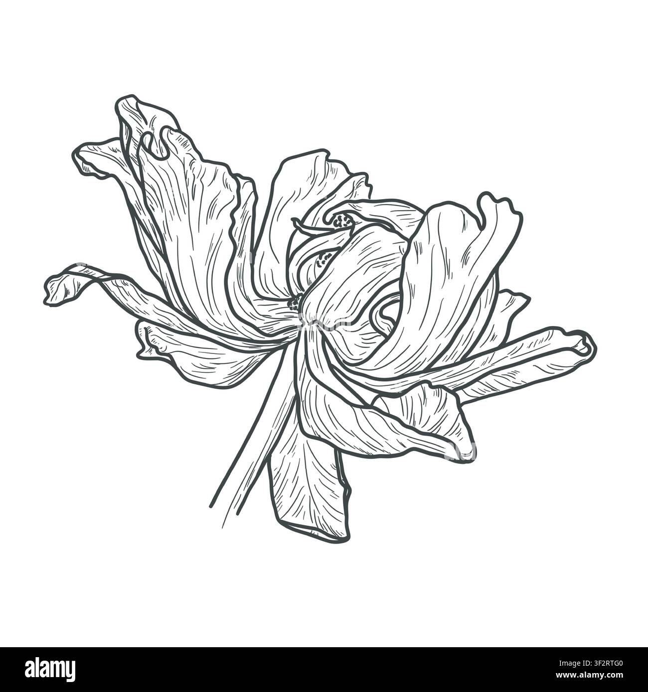 Bourgeon de fleur avec pétales, esquisse en noir et blanc. Illustration vectorielle. Le motif d'une pivoine ou d'une tulipe est isolé sur un fond blanc. Pour les fêtes Illustration de Vecteur