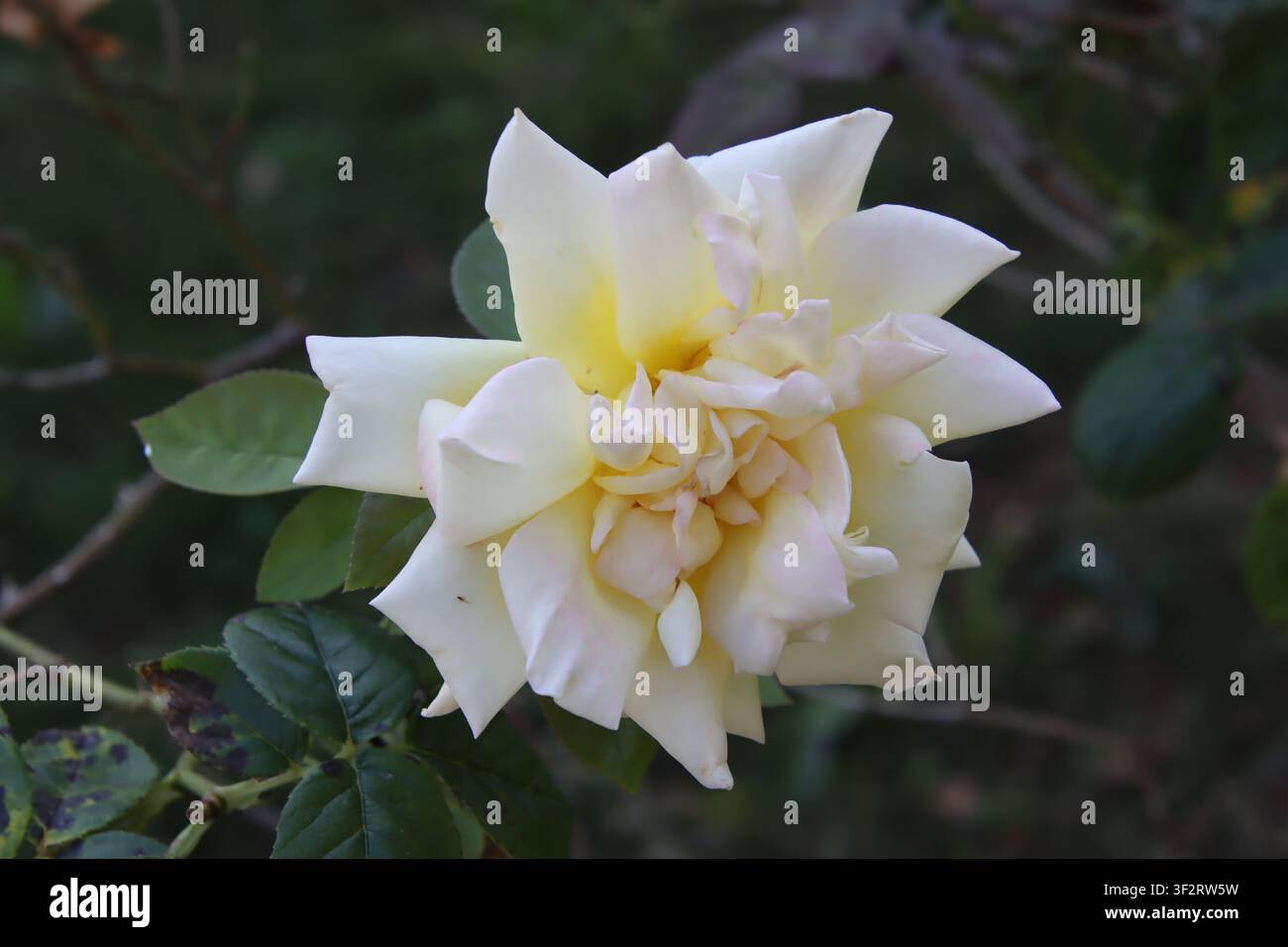 Rose de jardin élégante (Rosa) aux pétales crémeux et aux ombres douces, mettant en valeur la beauté naturelle et la géométrie florale sereine. Banque D'Images